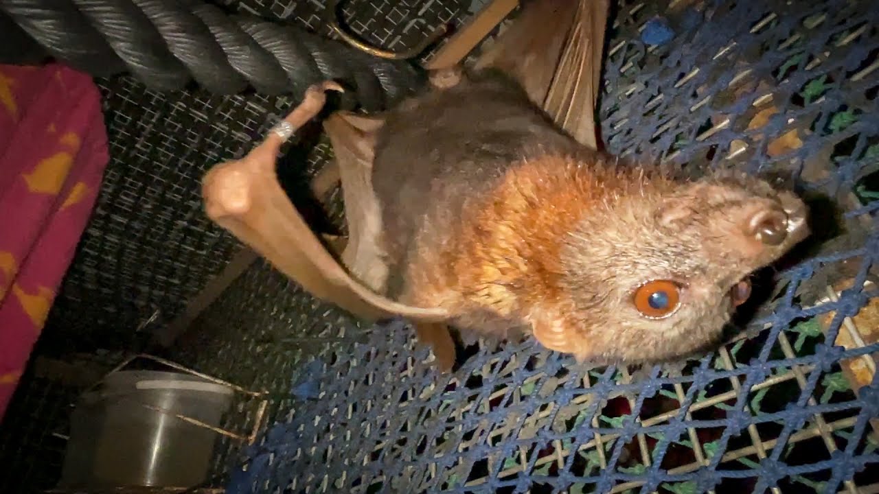 A Very Cute Bat Who Whistles And Chirps - Meet Meep In A Bat Aviary