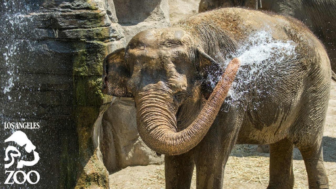 The Care and Feeding of Elephants at the L.A. Zoo.