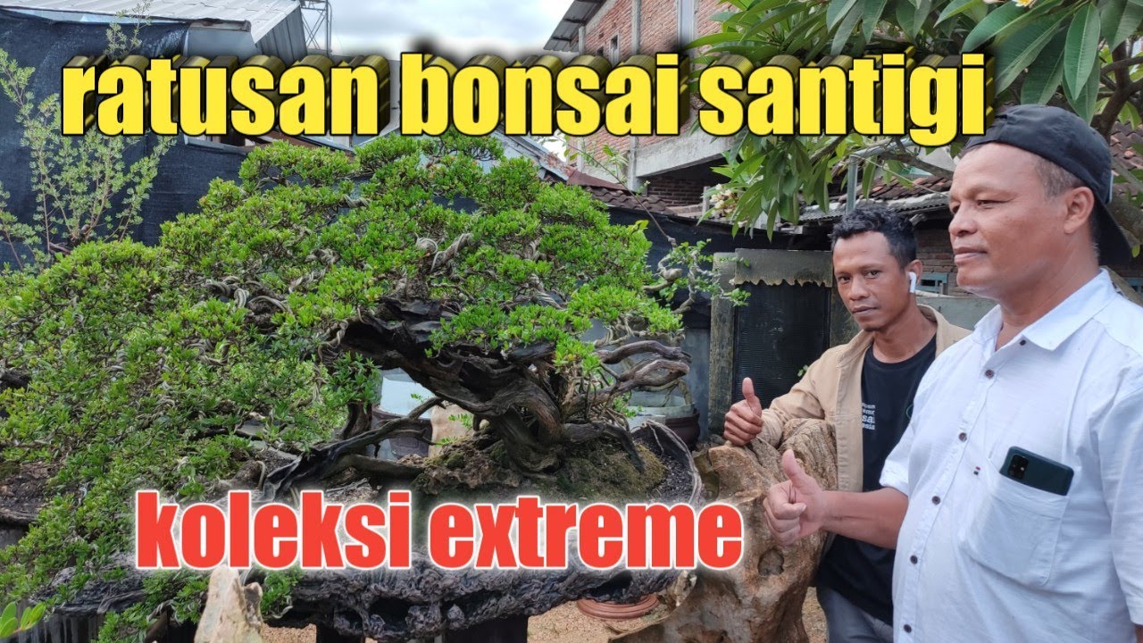 ratusan koleksi extreme bonsai santigi Pak Bambang bima part 1