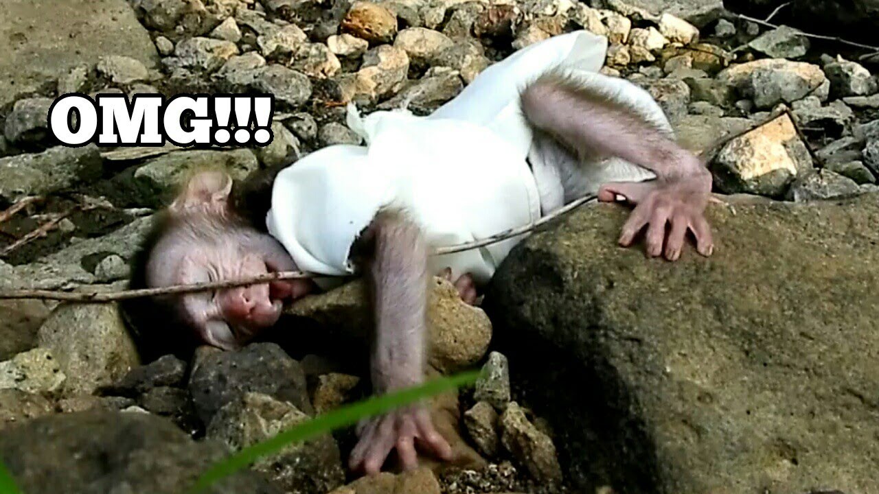 Hundreds of millions of pity! baby monkey Nana Baby falls to the rocks baby is in really bad pain.