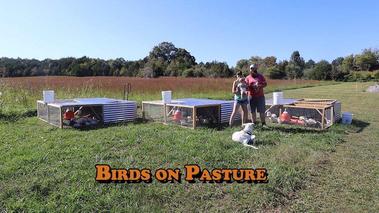 Moving Our Meat Birds Onto Pasture for the First Time