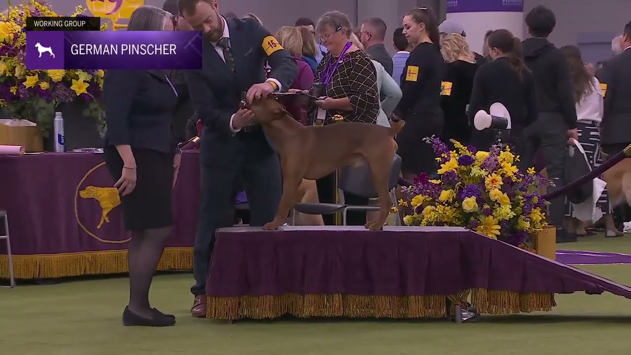 German Pinschers | Breed Judging 2026