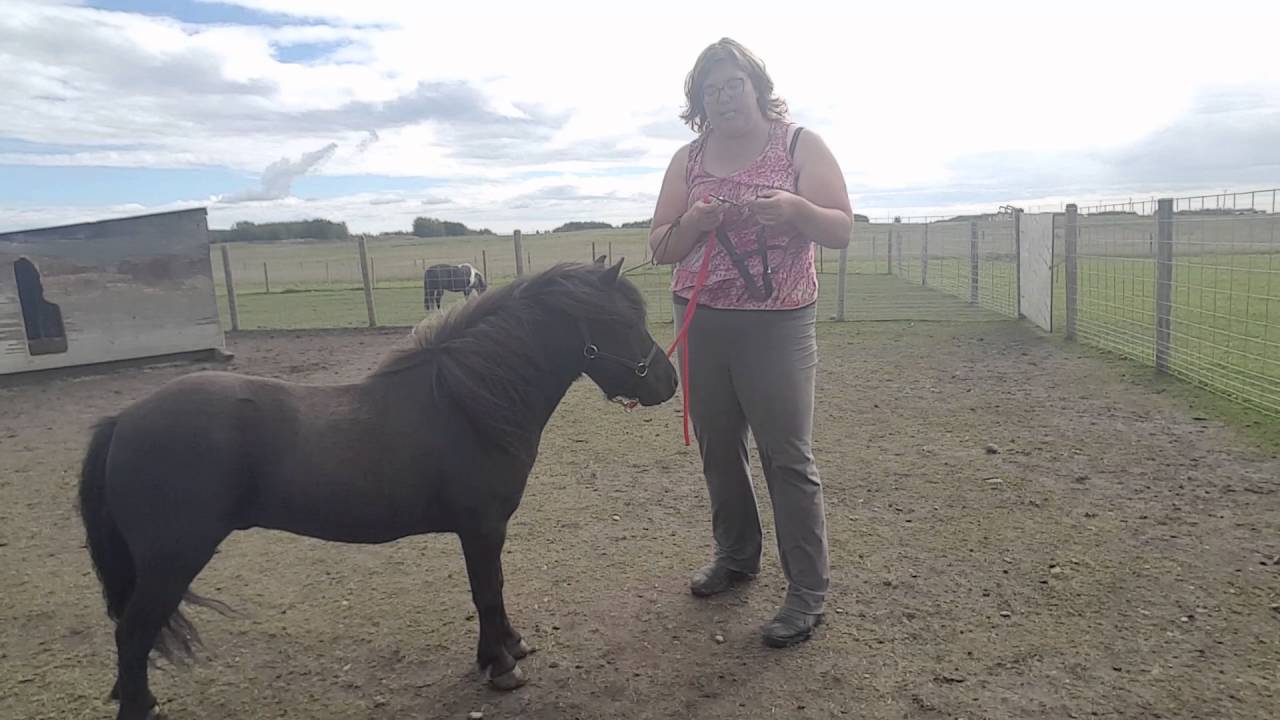 Miniature Horse Training - Introducing Bit and Bridle