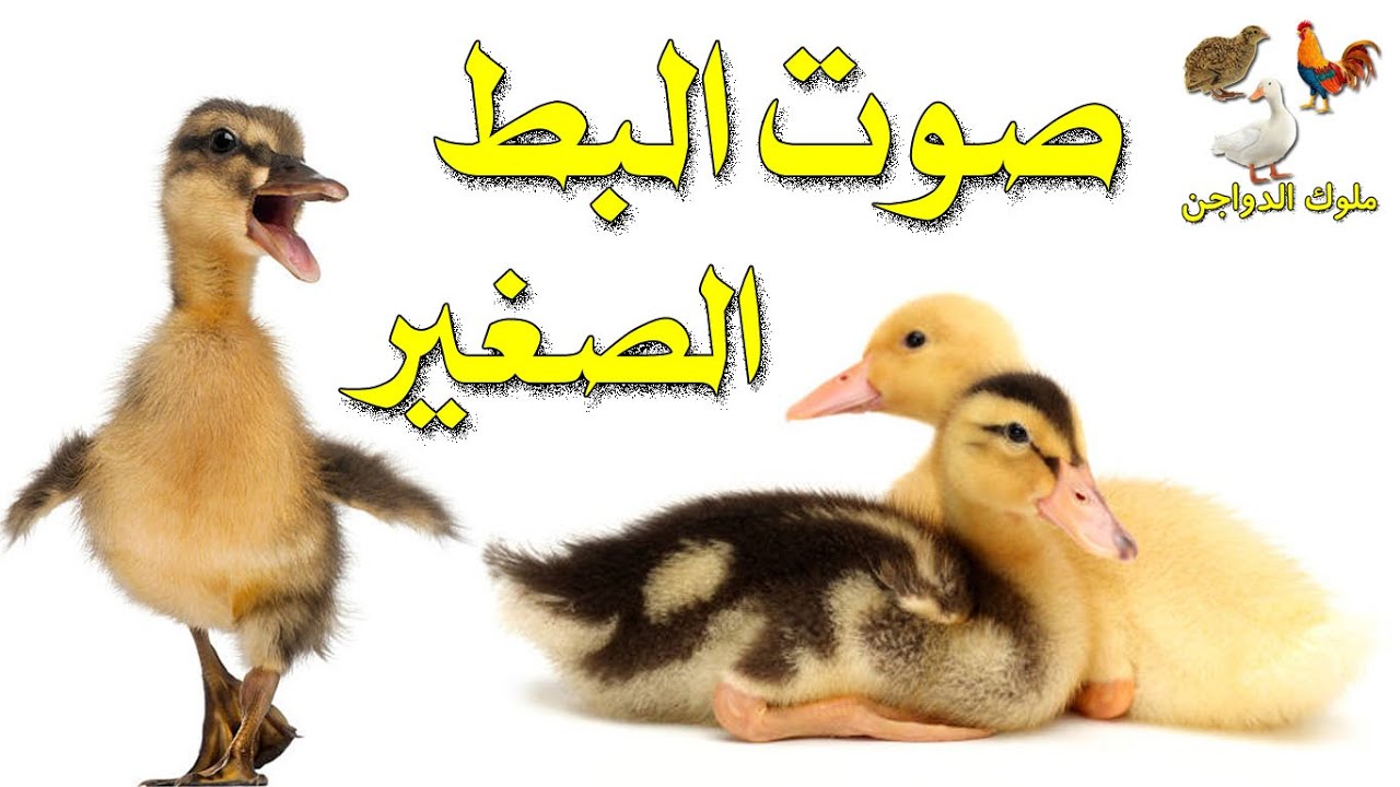 استمع لصوت فراخ البط الطبيعي – بدون مؤثرات
