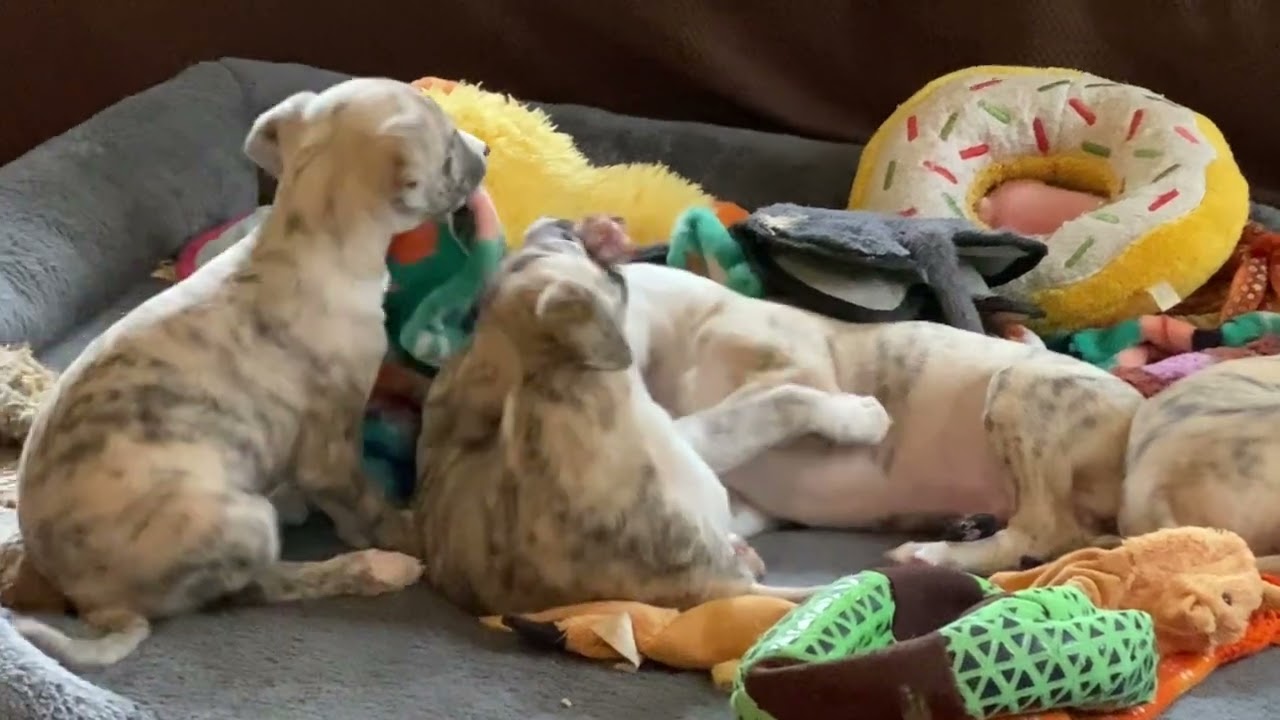 Stormy x Swift 7 week Whippet puppies relaxing