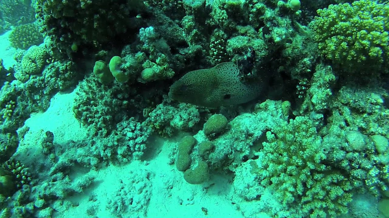 Plong&eacute;es &agrave; Hurghada par Patrick Bertier&reg;