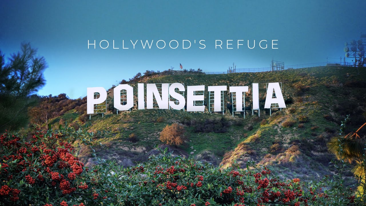 Black Hollywood's Refuge (Documentary)