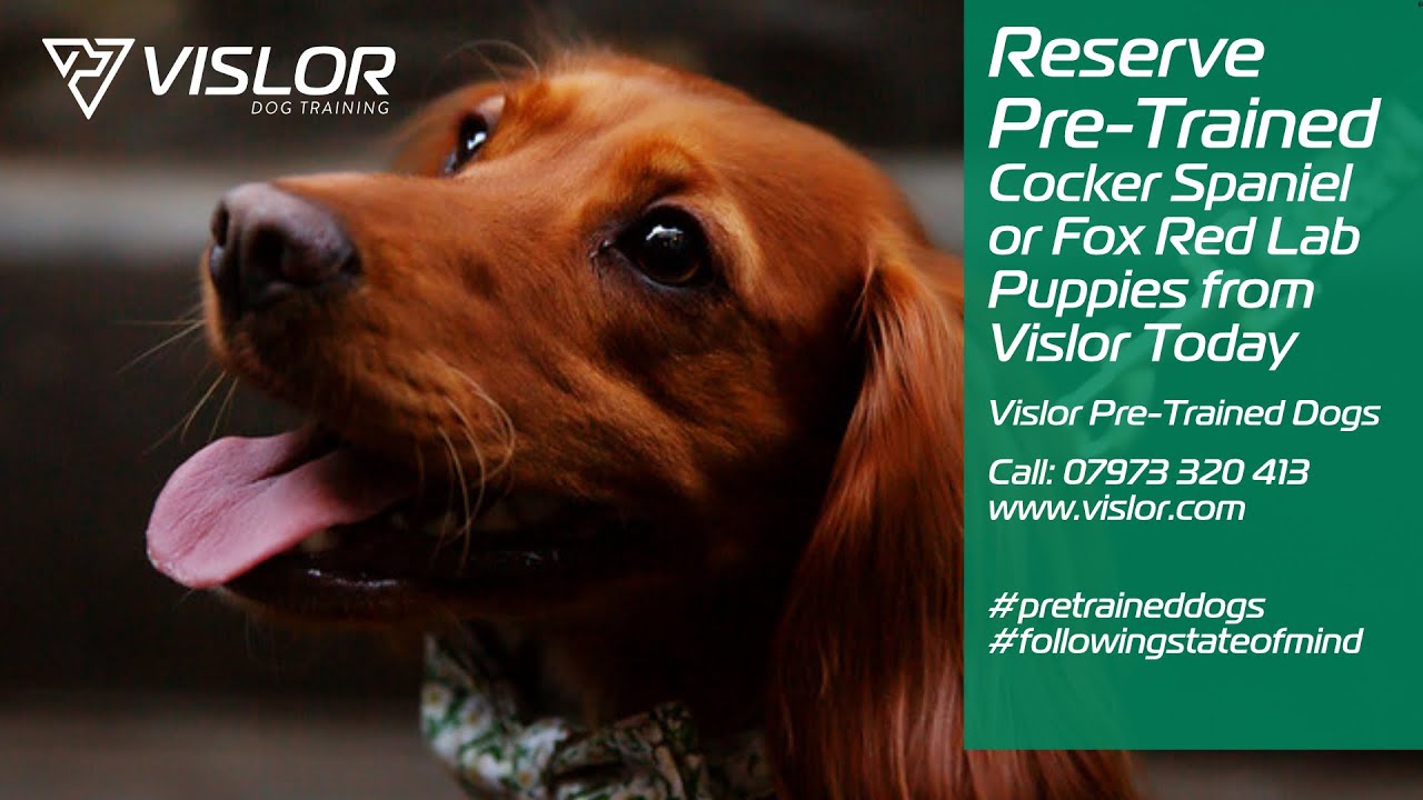 Reserve Vislor Pre Trained Pups