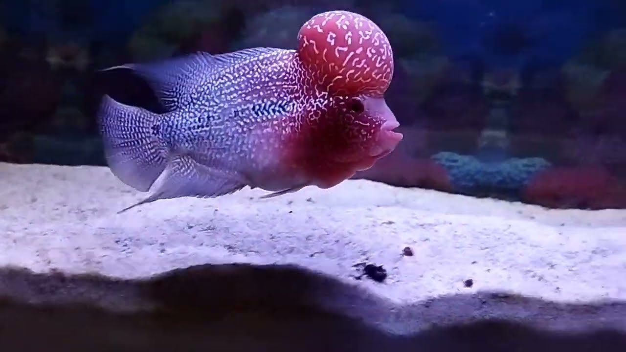 my beautiful SRD Flowerhorn Fish😍🥰