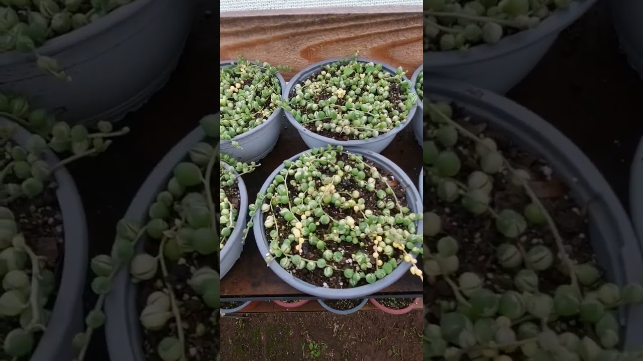 actualizaci&oacute;n de mi ROSARIO VARIEGADO
