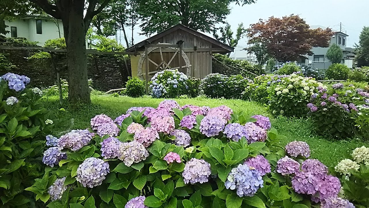 伊豆箱根鉄道｢大雄山線ウォーキング｣　和田河原コース(2/2)　2020/06/27