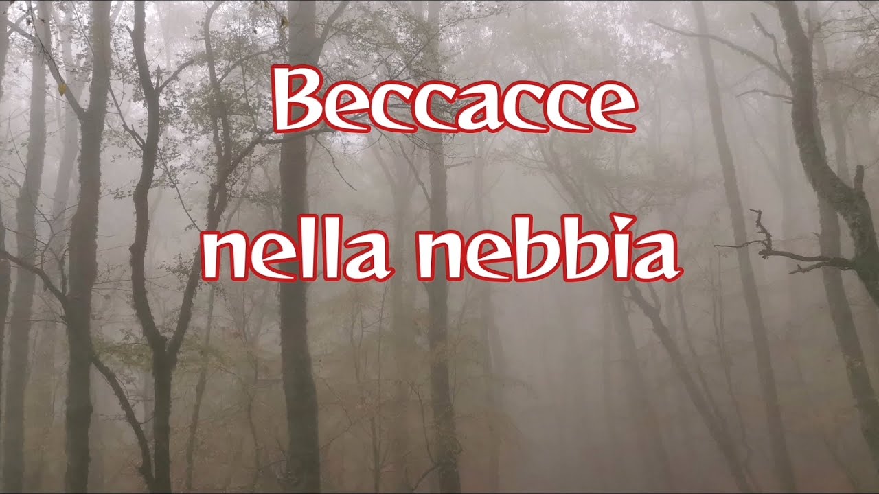 Beccacce con Antonio Tufaro e i suoi setter : Beccacce nella nebbia