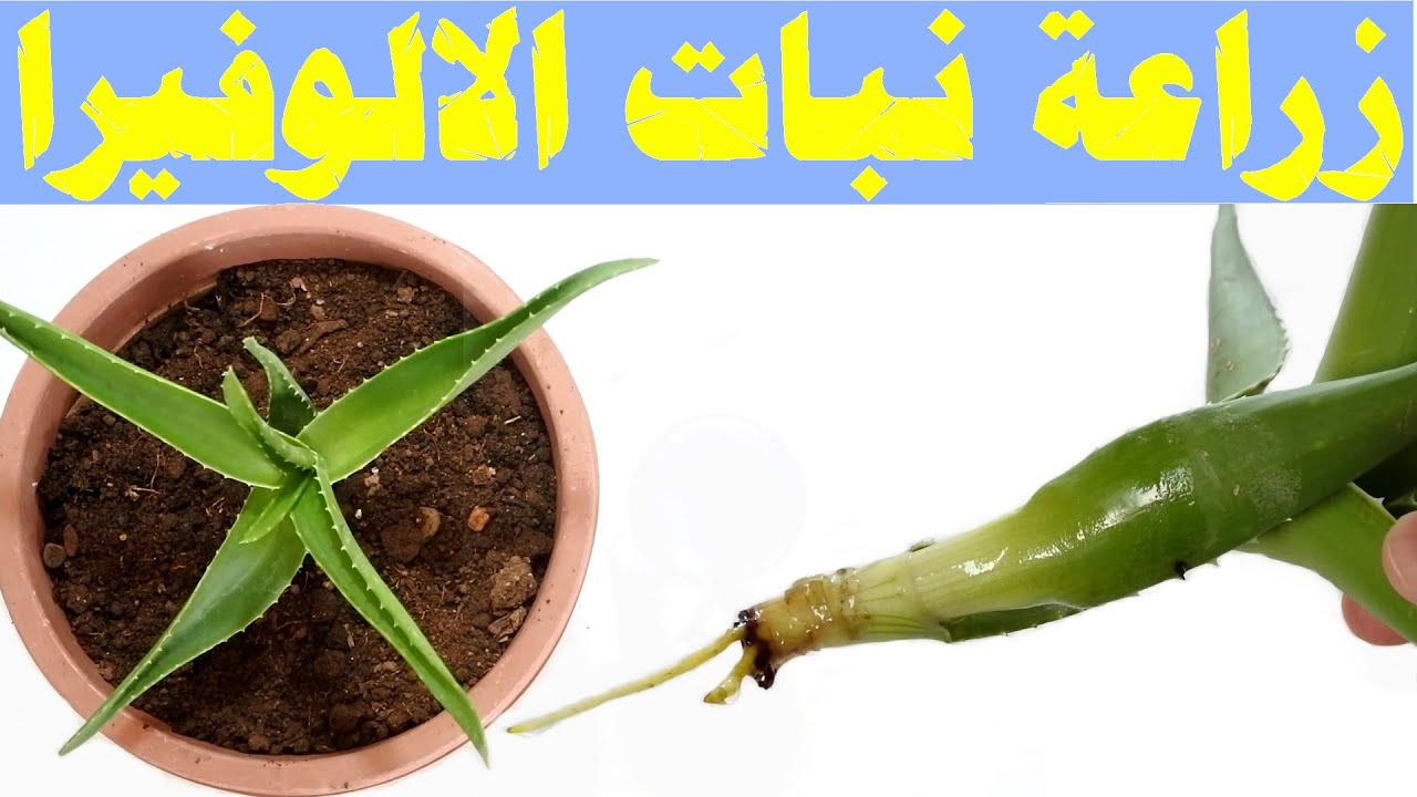 طريقة زراعة صبار الالوفيرا