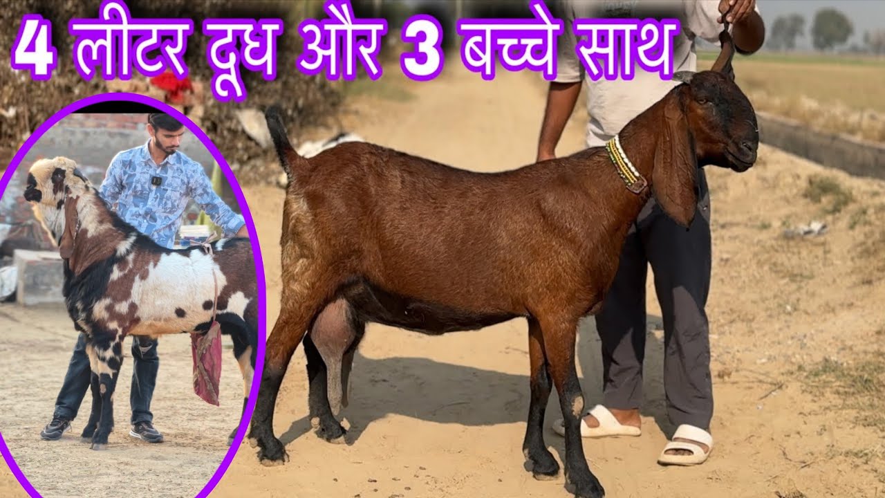 3 बच्चों वाली ओर 4 लीटर दूध वाली बकरियां बिकाऊ 