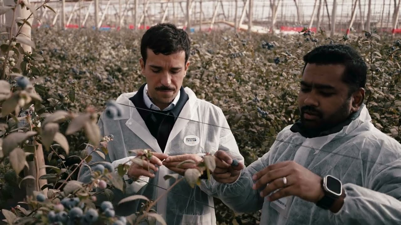Surexport. Sekoya Pop blueberries in Morocco, by Spinneys. Mar2025