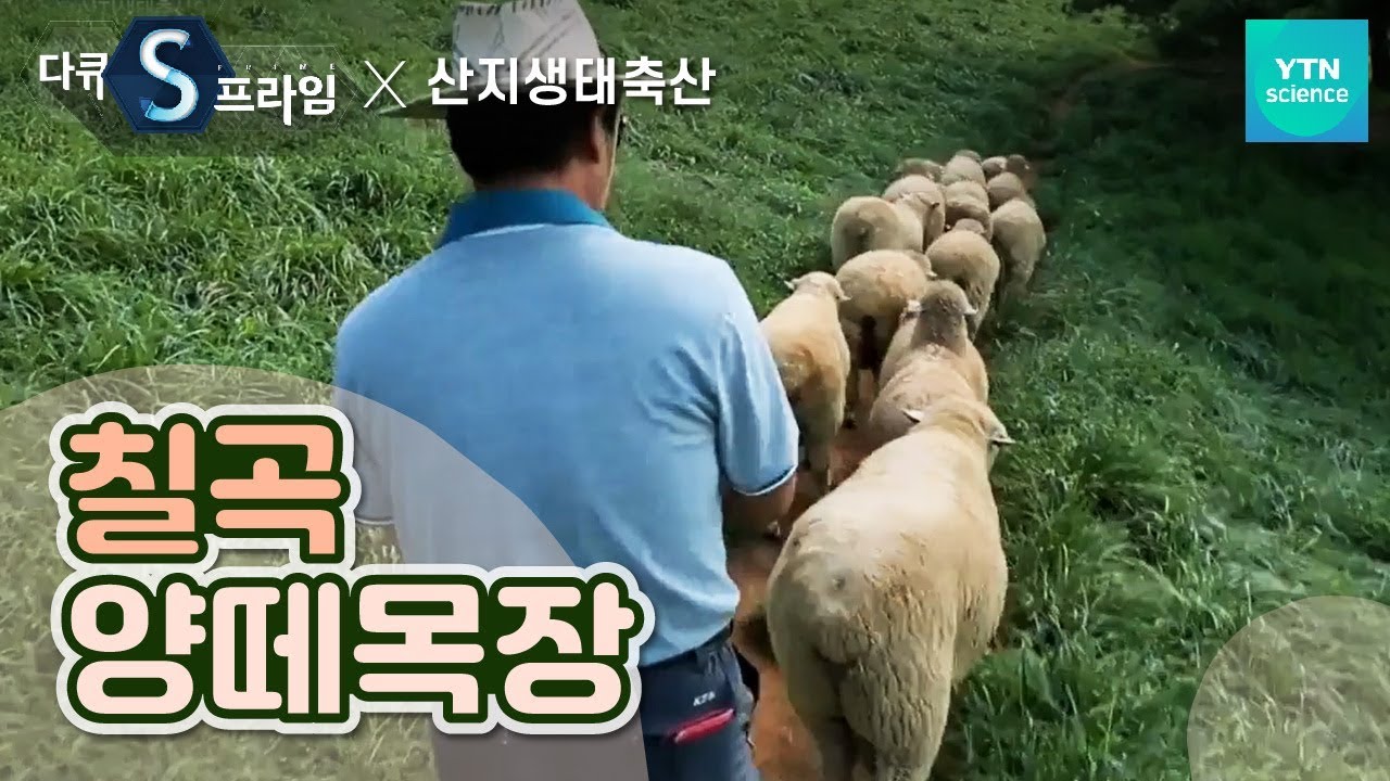 풀의 특성을 활용한 초지 관리로 사료비 절감 [칠곡 양떼목장] 산지생태축산 / YTN 사이언스