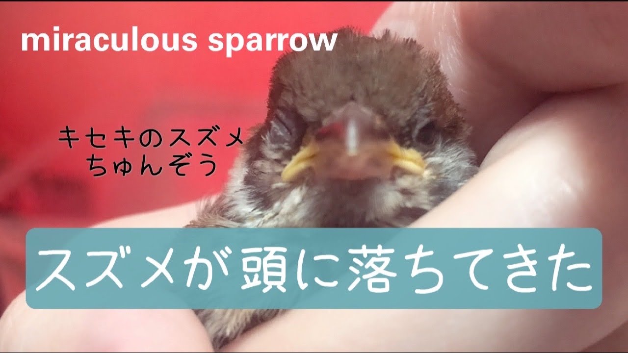 突然頭に落ちてきたスズメ‼︎奇跡の雀ちゅんぞう~(※詳しくは概要欄記載)
