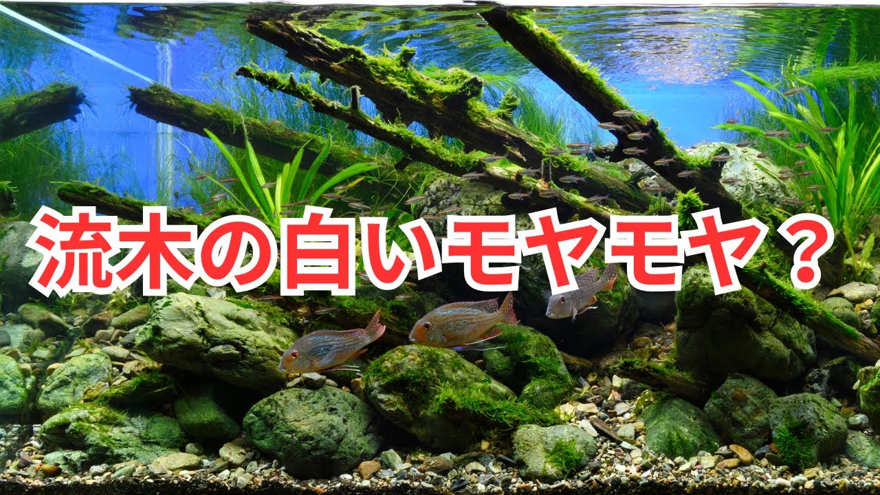 流木を入れたら白いモヤモヤが出てきたけど？