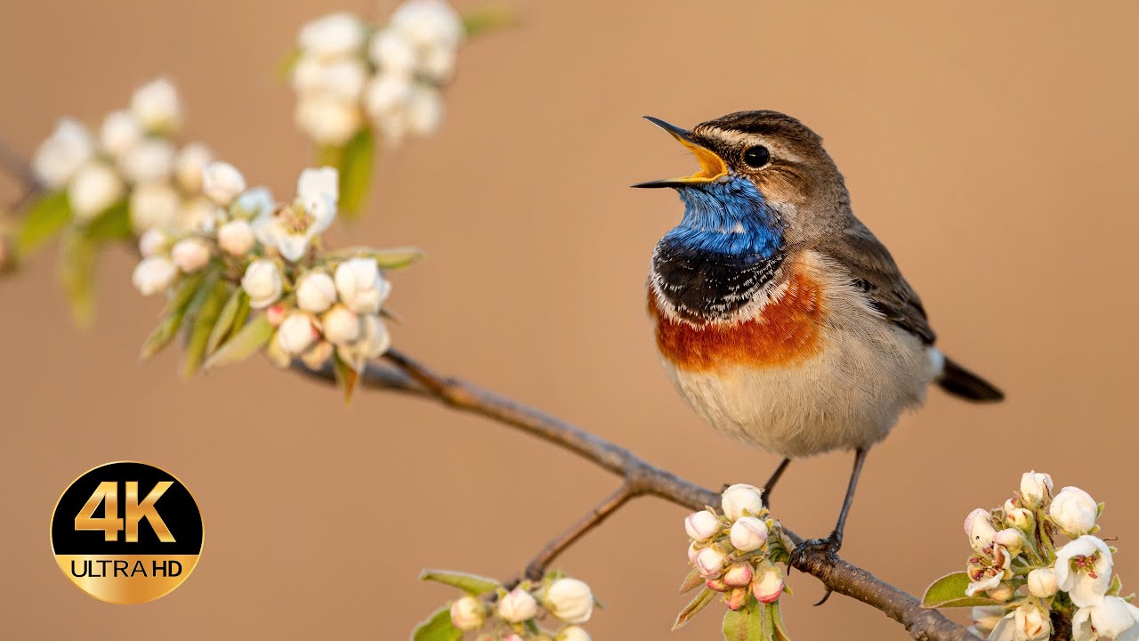 Bluethroat (Luscinia svecica). Singing birds 4K Ultra HD.