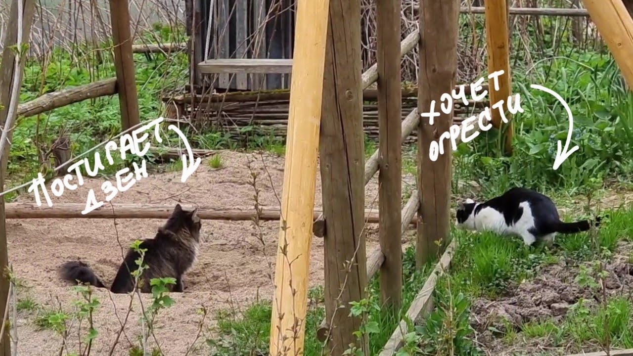 Кот Бонифаций охотится на кота Мурлока