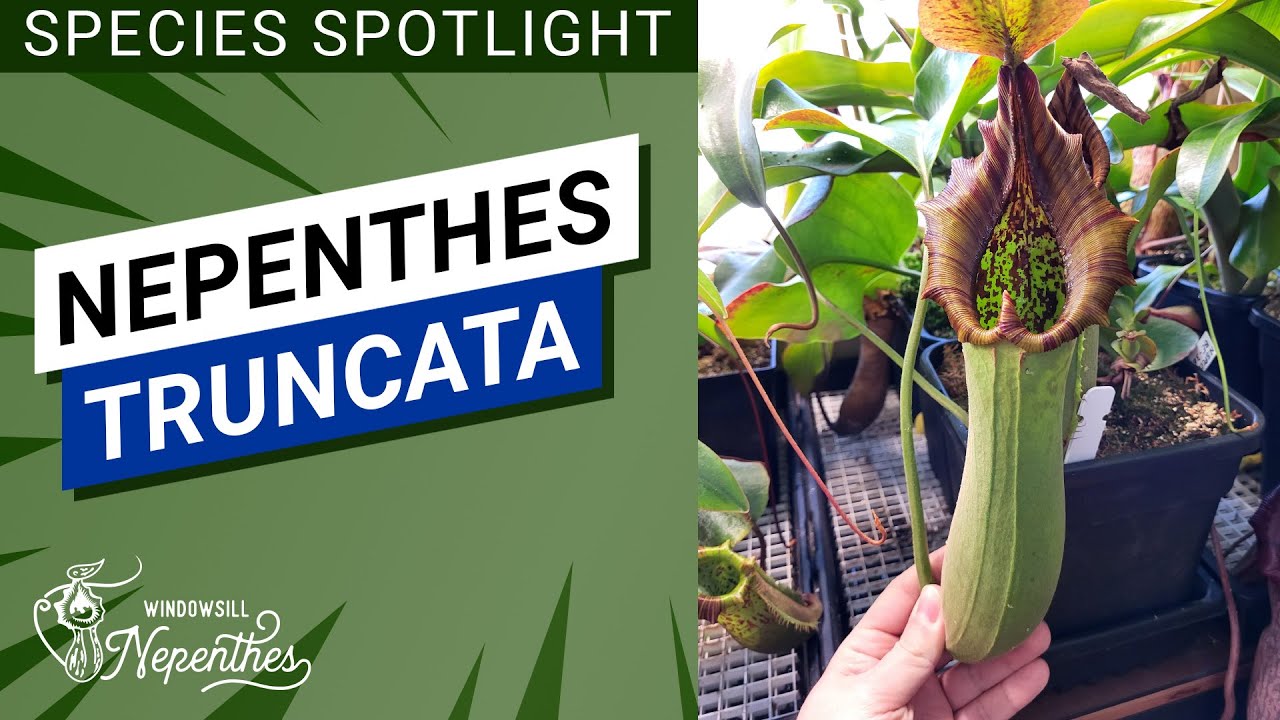 🔍 В центре внимания: виды 🌿 Nepenthes truncata (Непентес усеченный для подоконника)