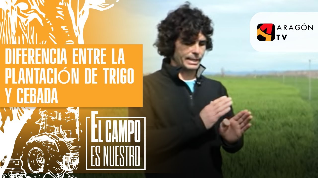 Diferencia entre la plantación de trigo y cebada