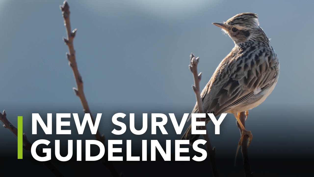 Bird Survey Guidelines