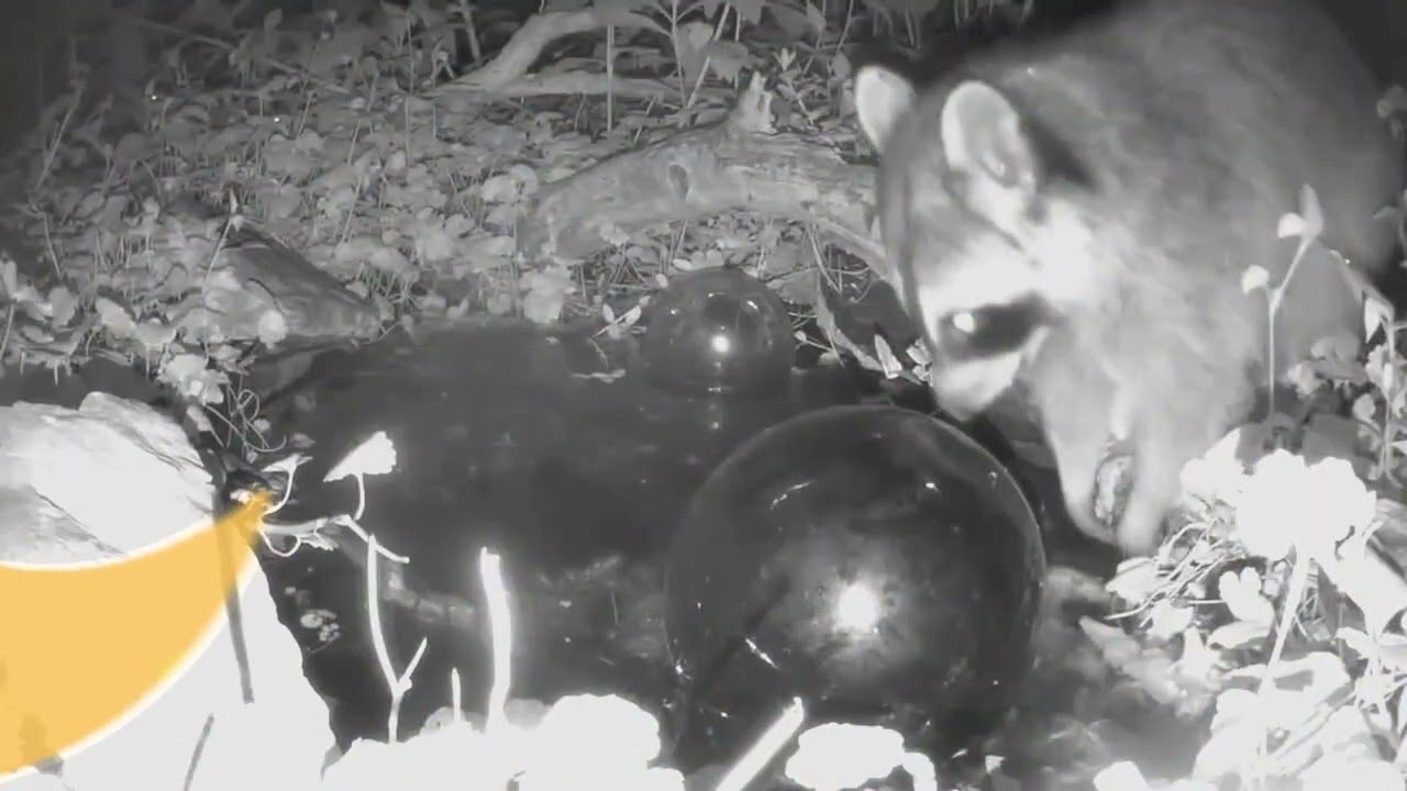 Night Mantra with Raccoons in NE 2023