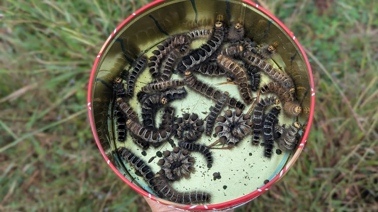 🍃 Big Caterpillar Moments You’ll Love 💚