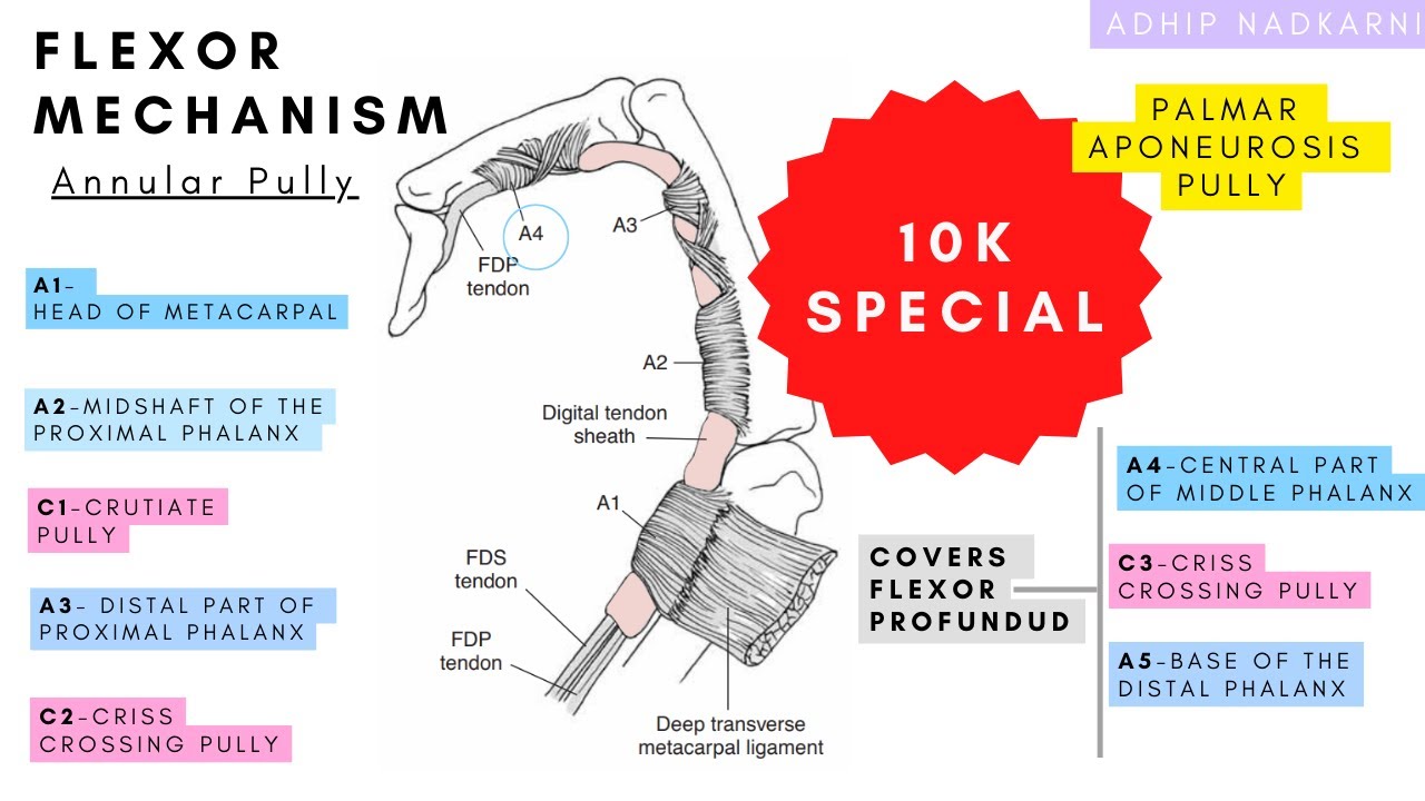 FLEXOR MECHANISM -ANNULAR PULLY( HAND  COMPLEX BIOMECHANICS)Physiotherapy