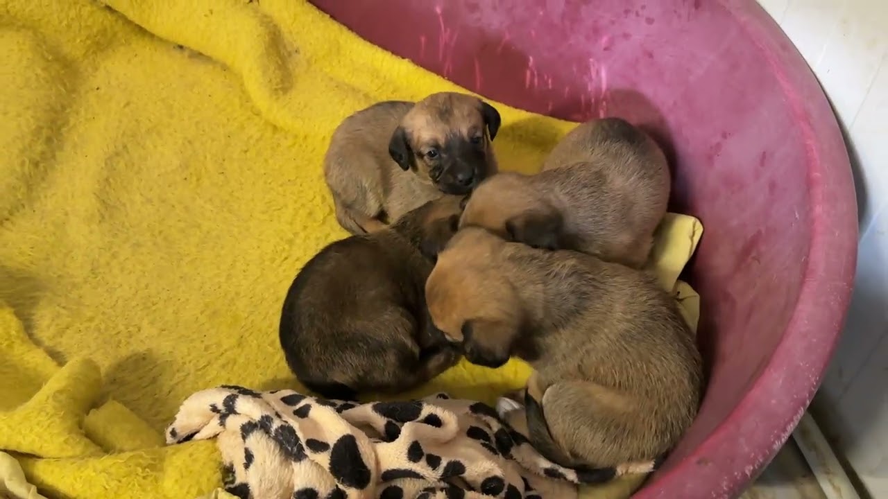 Meli’s Family 😍 | A Mama’s Well Deserved Break- Takis Shelter