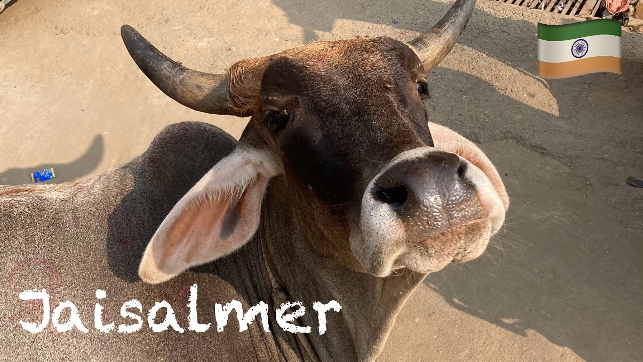 Indie XI.2023 - Jaisalmer