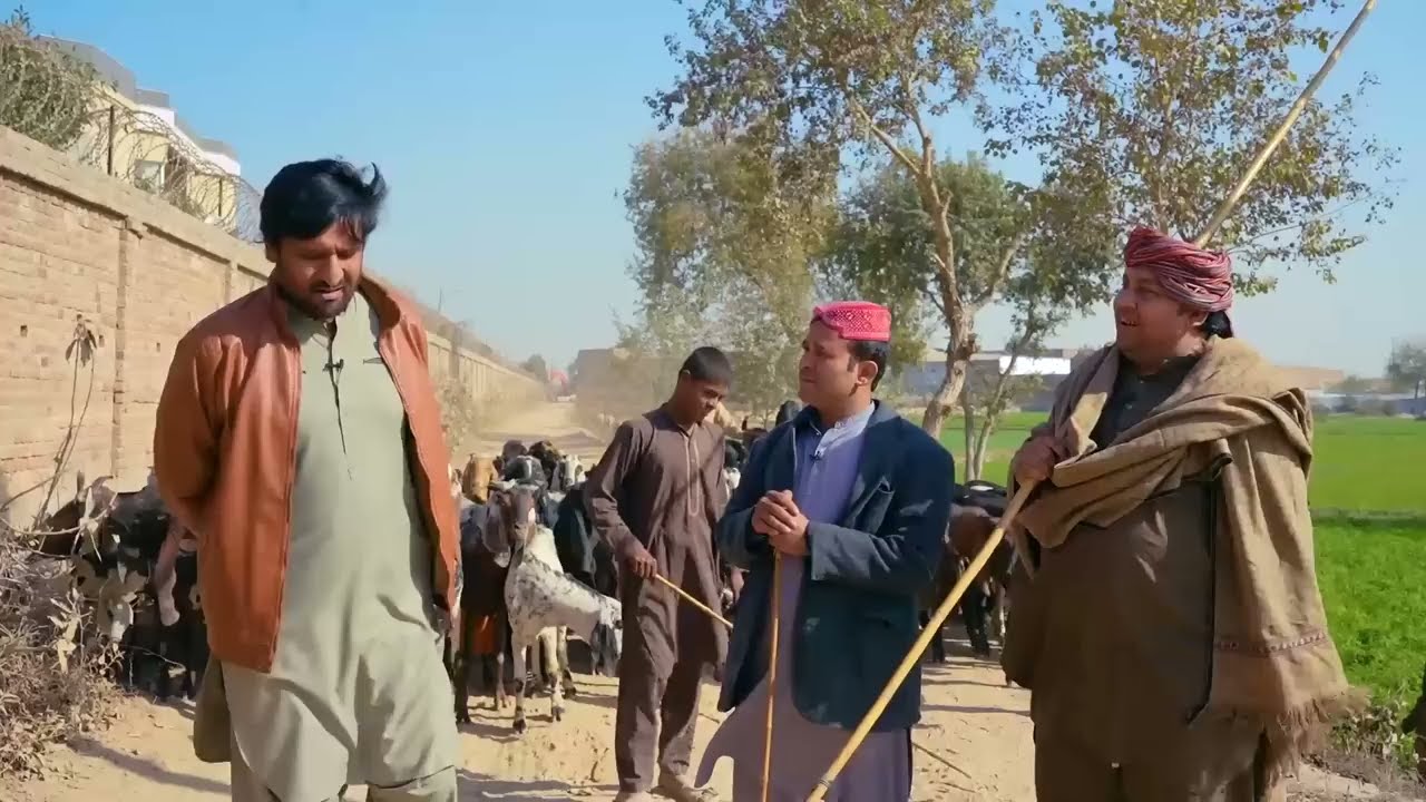rana ijaz funny video | bakri or tiger