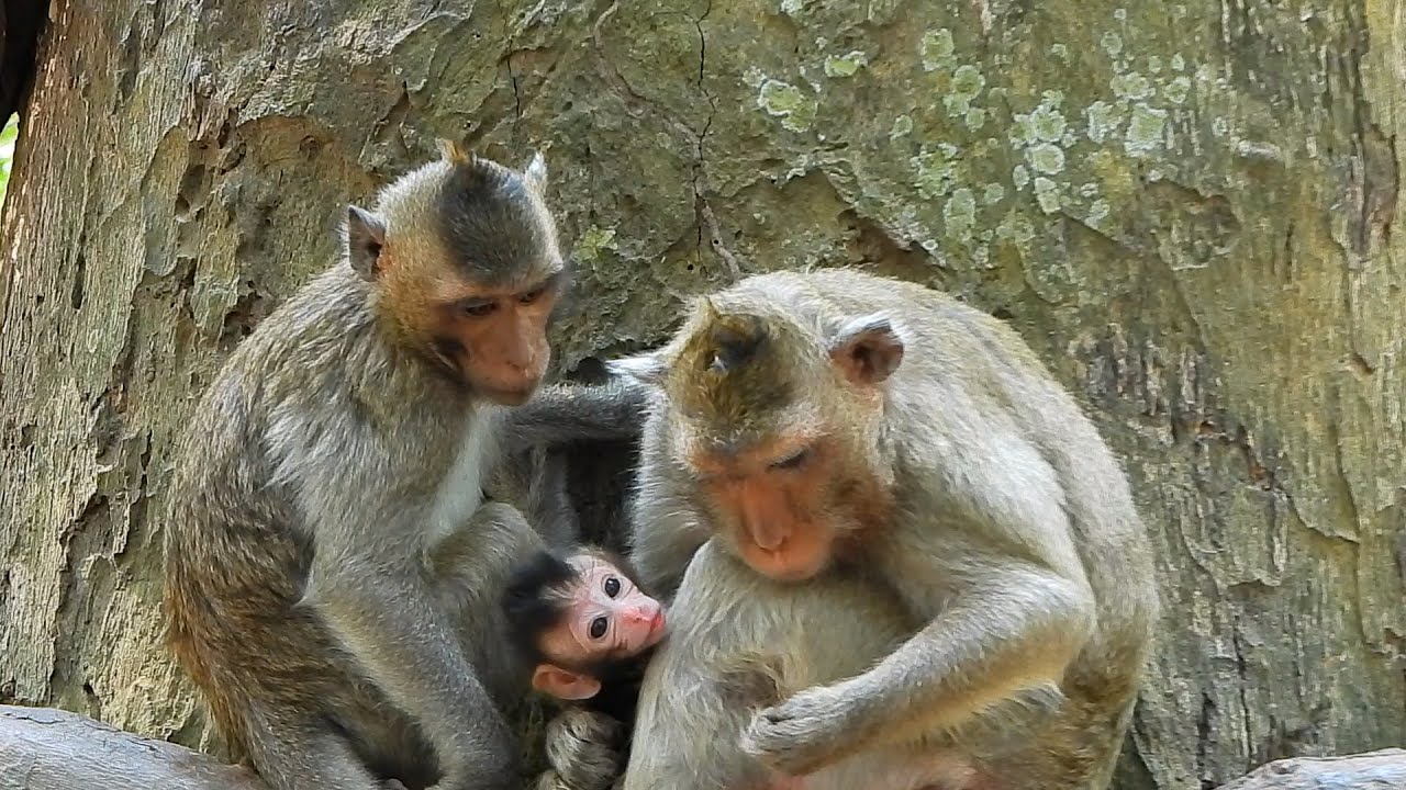 Vitchie Baby Monkey Is Healthy