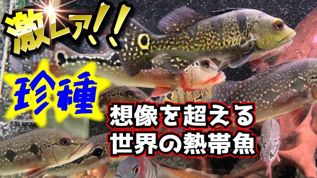 『通なマニアが唸る店』熱帯魚〜珍レア種の宝庫『ツーウェイ』アクアショップ訪問『キクラ』『クレニキクラ』『パクー』『ピラニア』『ダトニオ』『シクリッド』『アロワナ』『カラシン』激レア種