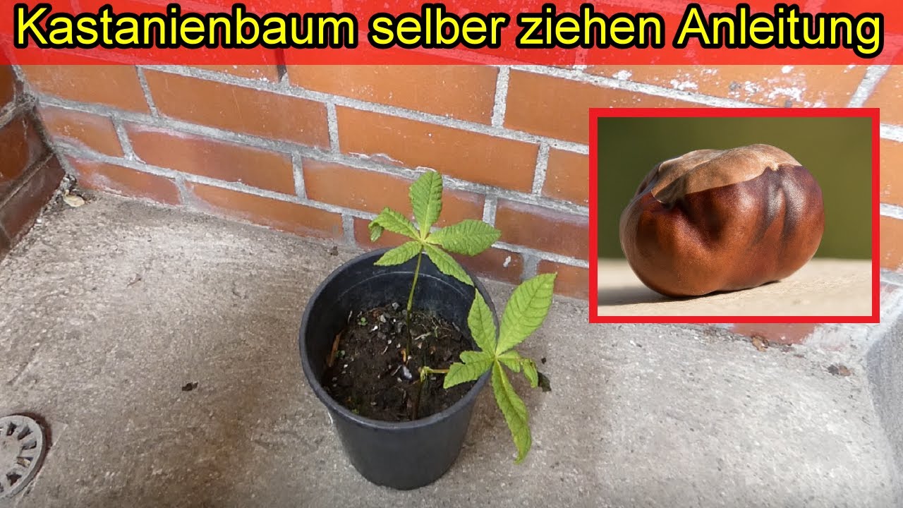 Kastanienbaum selber ziehen - Kastanien einpflanzen &ndash; Kastanie keimen lassen &ndash; Anleitung