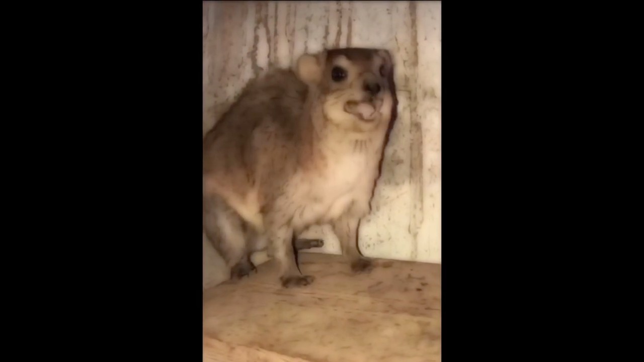 Hyrax echo chamber #hyrax #awawa