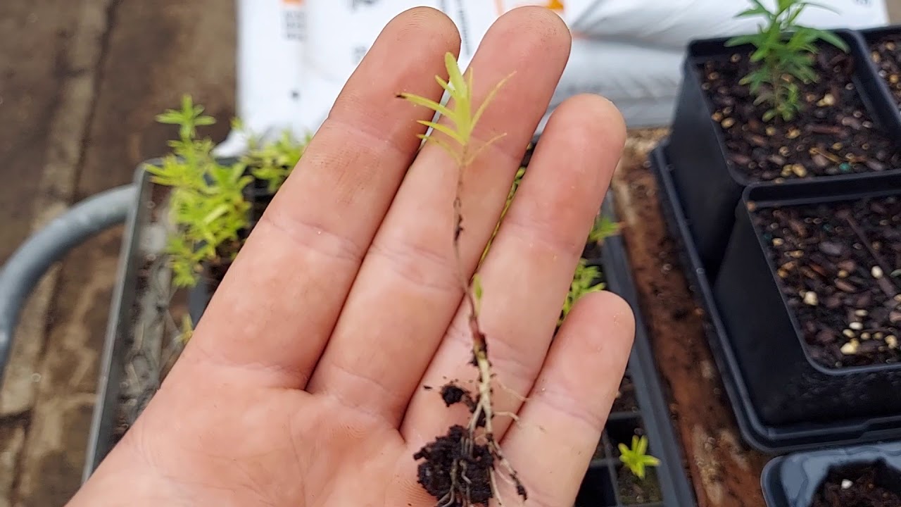 Transplanting Notes on Butterfly Milkweed - Asclepias tuberosa