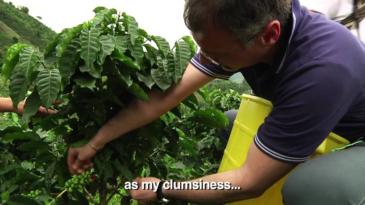 (3/4) illy in the coffee fields: the difficulty of work and the role of women of Huila in Colombia