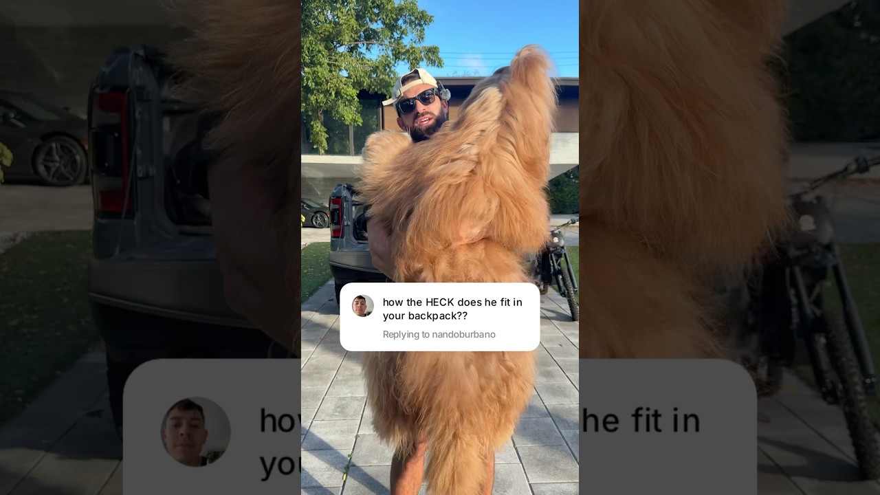 How my GIANT dog fits in his backpack! 🎒#dogdad #goldendoodle #dogbackpack #bigdog