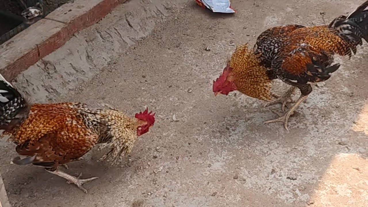 Ajj ka vlog kaisa hai dasi murga murgi mera 🕊️🐐🐓🐤🐔#viralvideos #subscribe #hyderabad #viral #vews 