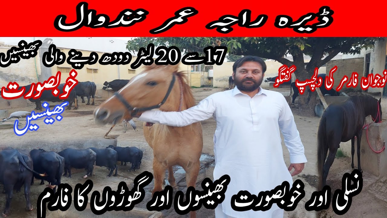 Buffalo And Cow Farm In Pakistan |Beautiful Horse And Buffaloes|Dera Raja Umar Nandwal|Open Farming