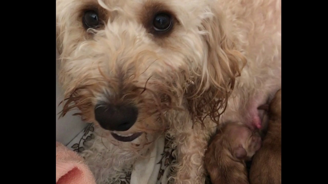 Cockapoo Pregnancy Vlog (Birth) Week 9