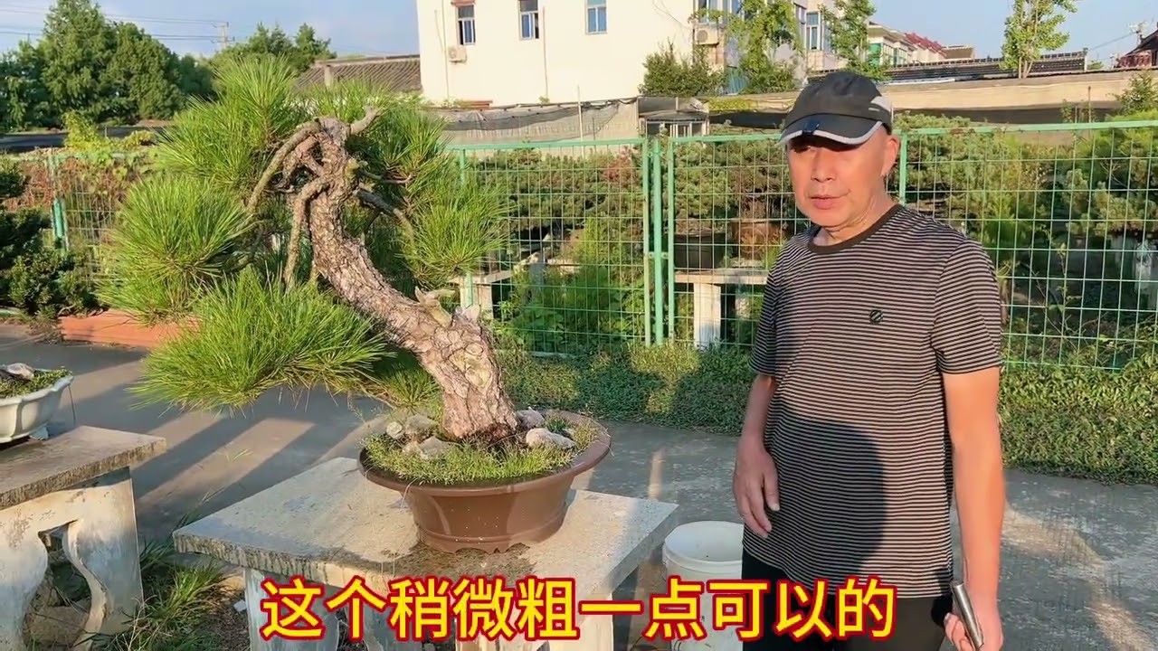 盆景入秋施肥注意事项。#盆景 #盆景养护 #盆景艺术