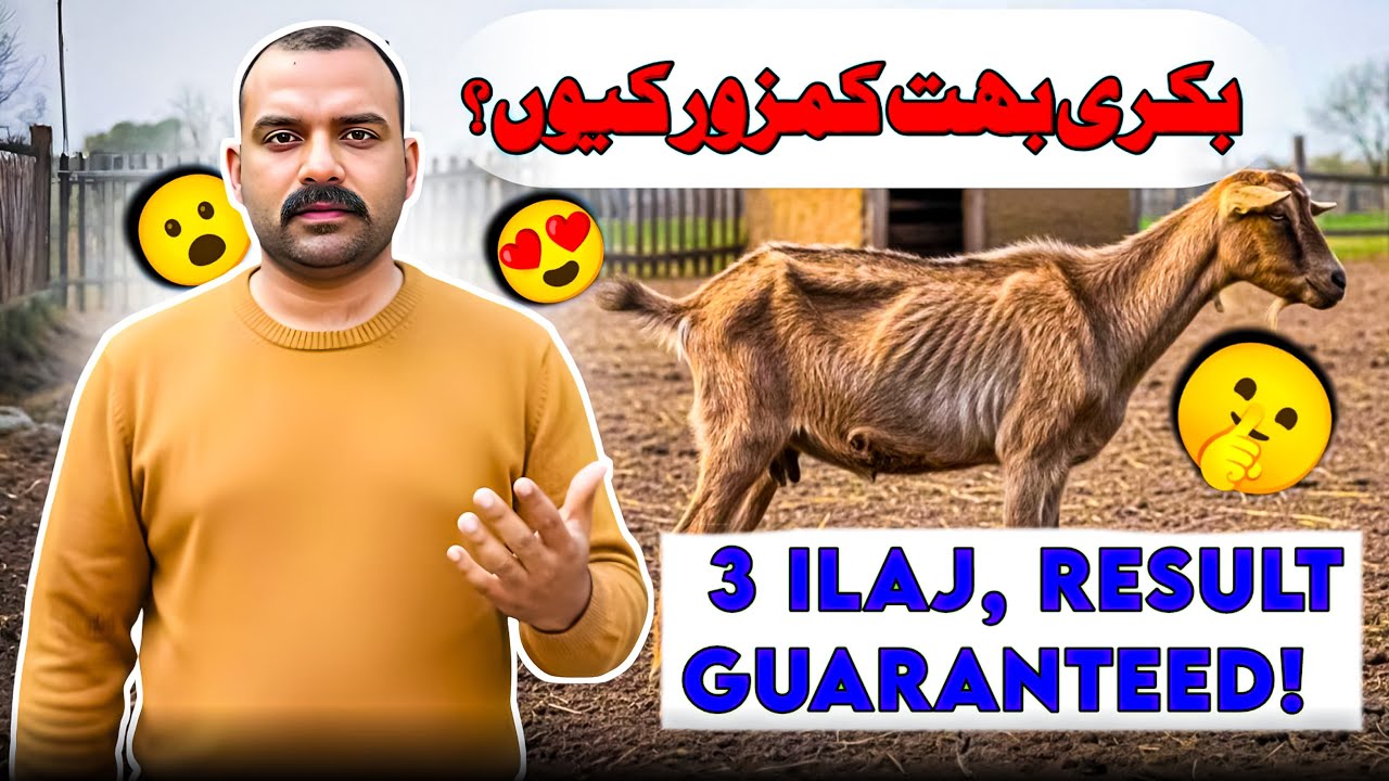 How to Make Goats Fat & Healthy: 3 Powerful Weight Gain Methods ❗🐐