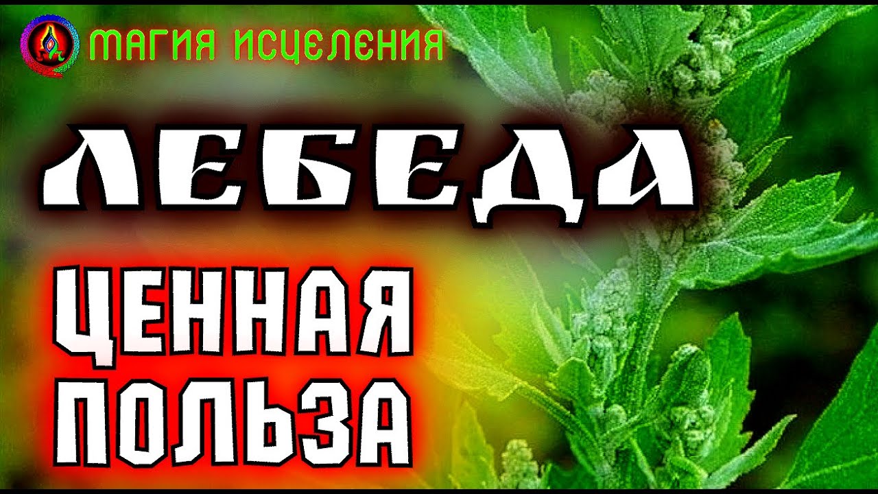 Лебеда, ценная и полезная трава | Как выглядит Лебеда, польза и применение