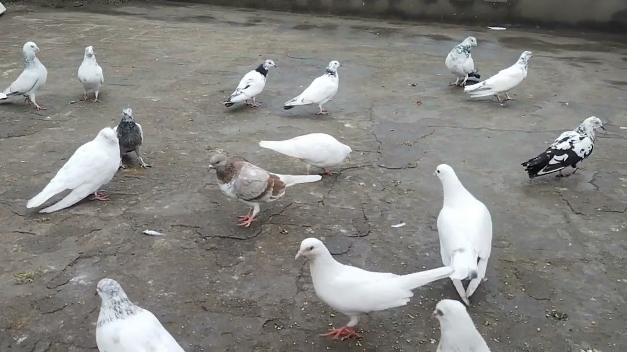 New bread and new pair