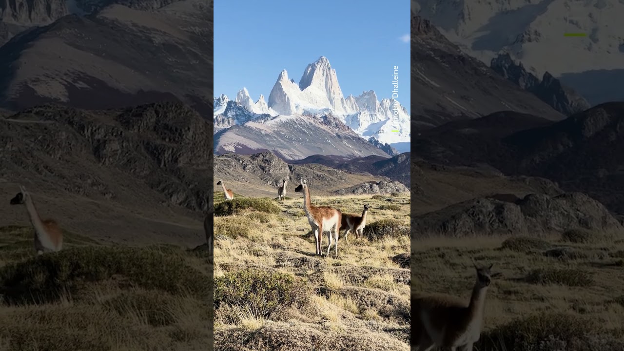 Did you know that guanacos are distantly related to camels? #Shorts #Guanacos #SouthAmerica