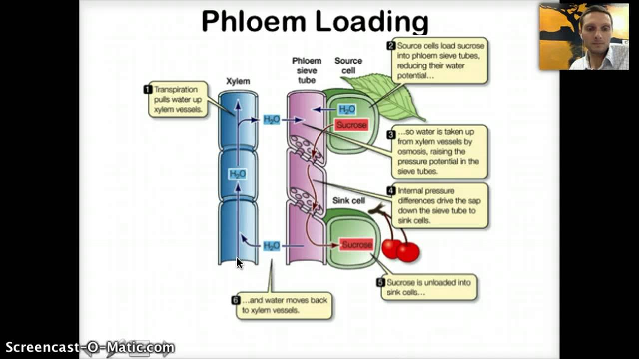 IB 9.2  - Transport in Phloem