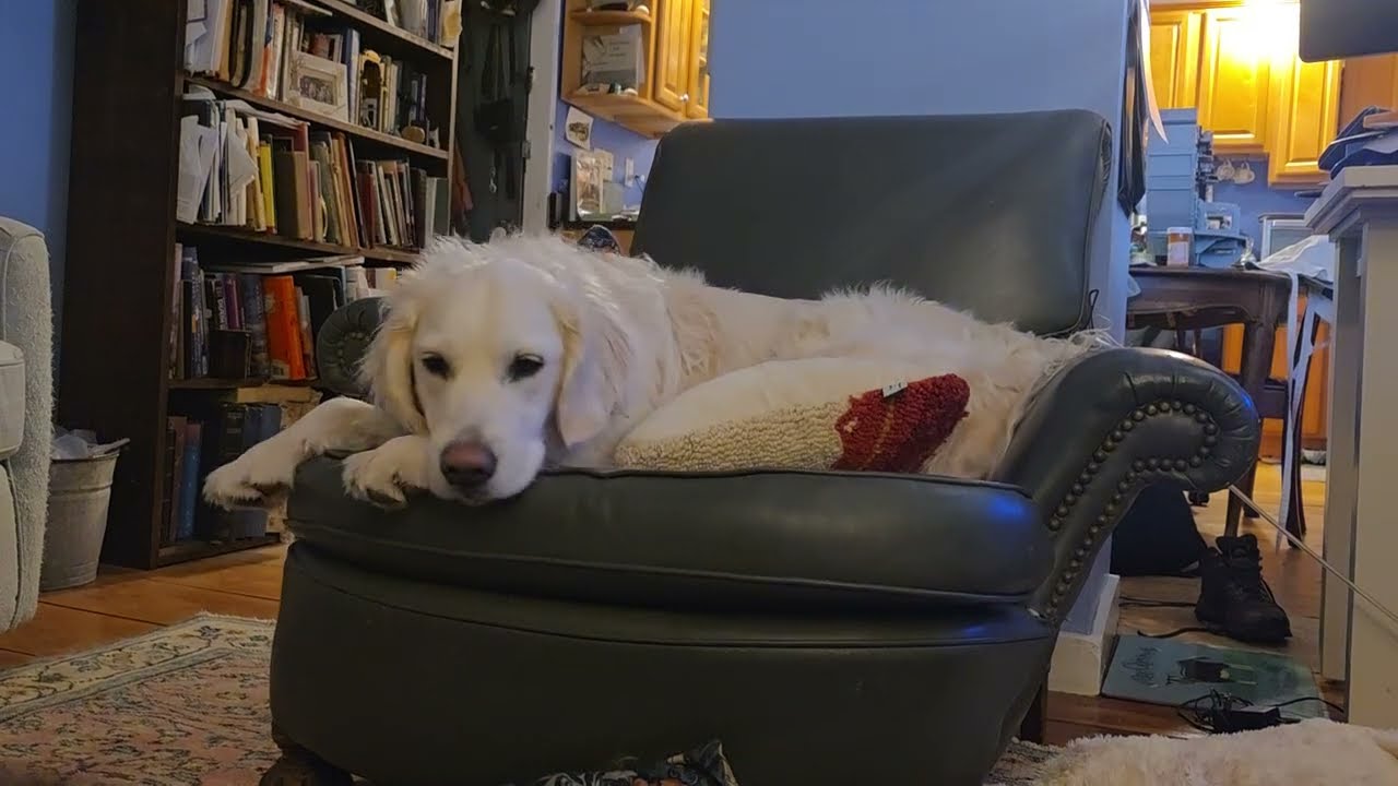 Éowyn, our golden retriever, is very sad.